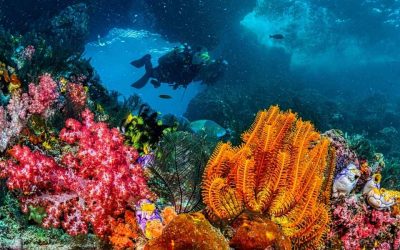 Barrière de corail Bahamas : où plonger pour admirer les beaux récifs ?