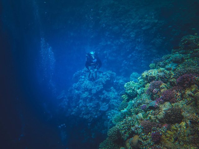 Bahamas — première sortie de plongée : DSD ou Scuba Diver